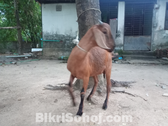 দেশী ছাগী বিক্রি হবে